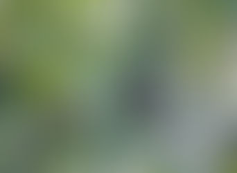 Yasuní y Galápagos: dos marcas globales, una misma fragilidad institucional