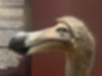 Representación de un Dodo (Raphus cucullatus) en el museo de Historia Natural de Viena (Naturhistorisches Museum Wien). Foto: Franklin Vega.