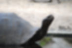 Tortuga en del Centro de Crianza de la isla Isabela. Foto: Franklin Vega
