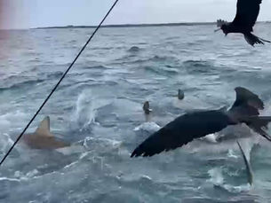 En El Barranco, isla Santa Cruz alimentan tiburones, una práctica prohibida en Galápagos