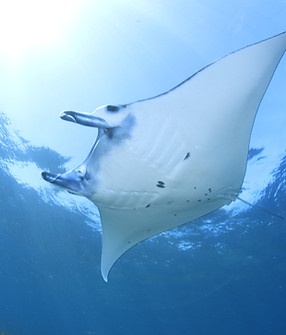 manta.JPG