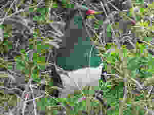 Wood Pigeon