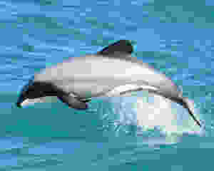 Hector Dolphin