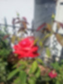 McFarland Cultivated Rose