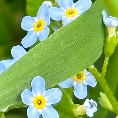 Vergeet-Mij-Niet... de Bloemen die we Dragen