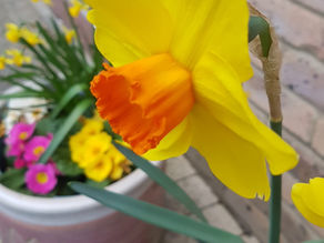 Love and other daffodils/Ljubav i drugi narcisi