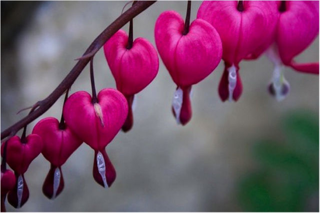 Bleeding Heart