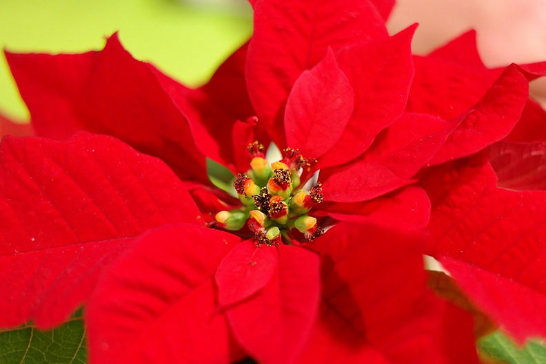 poinsettia-795608_1920-1-1024x683.jpg