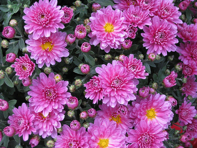 smooth-leaf-aster-10201_1920-1.jpg
