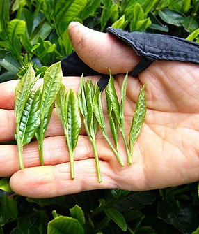 foglie-matcha.jpg