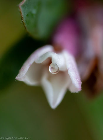 A pink flower with a water droplet as if it is crying.