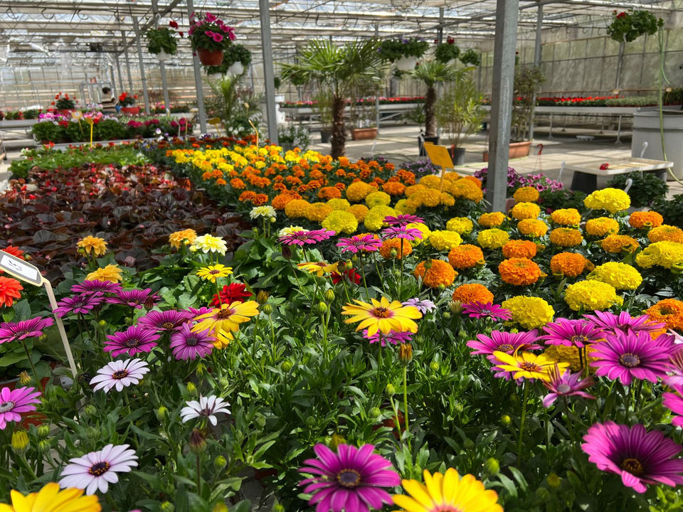 Piqet Garden | Rasaduri Bucuresti, Otopeni ,Balotesti, Snagov