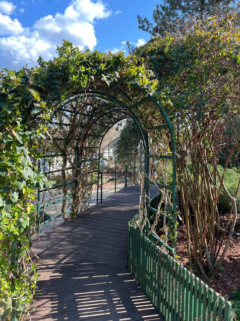 Iedera cataratoare | Piqet Garden