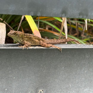 lizard 