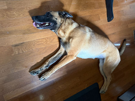 Dog Days Pt I: Year in Review