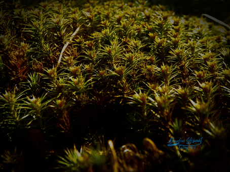 Exploring Exquisite Nature Photography Galleries