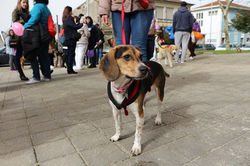 12809747_539838262864381_8837099022511746730_n