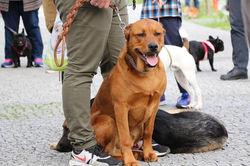 12813980_539836356197905_701028551887867421_n