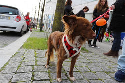 12512274_539836542864553_8124529684567172824_n