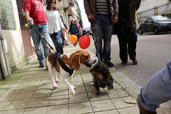 12814019_539837132864494_7055822344628867205_n