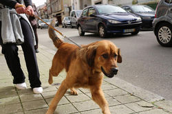 12798925_539837289531145_8683357722841592298_n