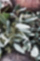 DSC07493-01.jpeg