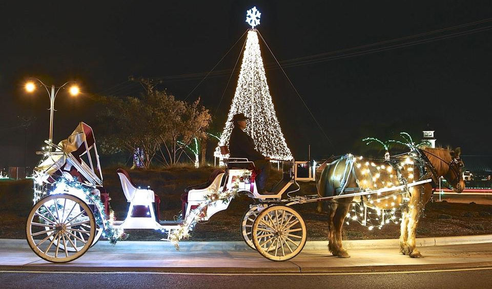 Blossom at round about christmas tree 1120 (2020_11_02 22_04_17 UTC).jpg