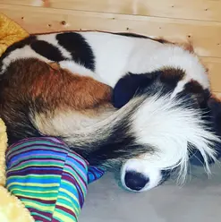 Ava im Camperbett.jpg