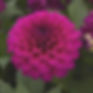Thumbnail: Dahlias 2026 Spring