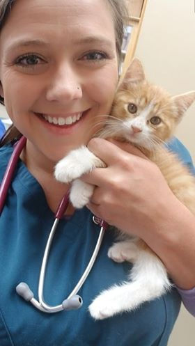 Welcome Kitten