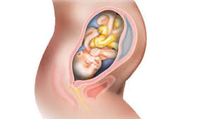 Active Assisted Isolated Stretching Treatment of a patient with chronic back during pregnancy