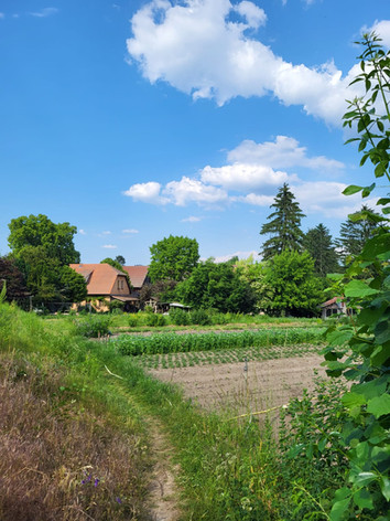 Blick über eine Wiese und einen Acker mit Gemüse zu einem Haus umringt von Bäumen