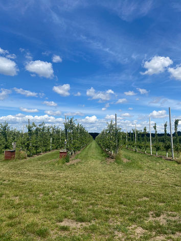 Ein weitläufiges Feld für Apfelanbau mit langen Reihen von Apfelbäumen. Zwischen den Bäumen erstreckt sich ein
Weg, und der blaue Himmel ist leicht von weißen Wolken bedeckt.