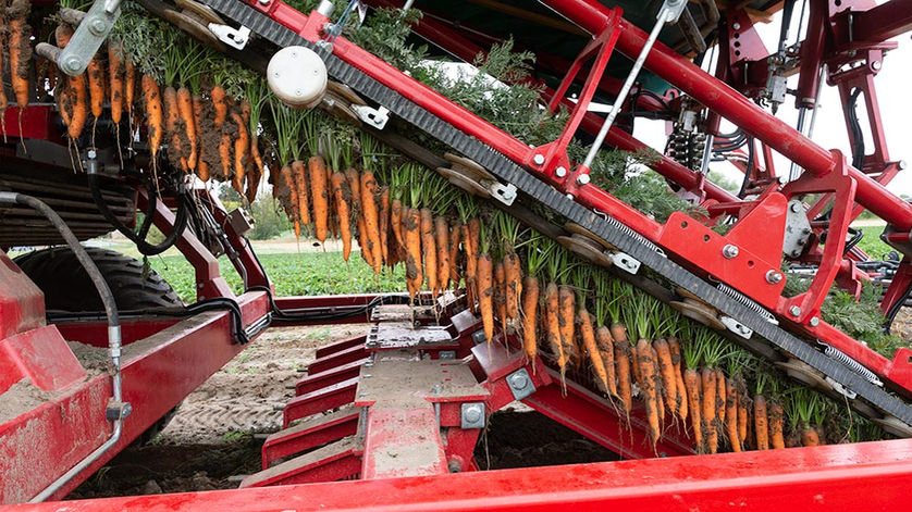 Seitliche Ansicht eines Fahrzeuges mit dem Möhren geerntet werden