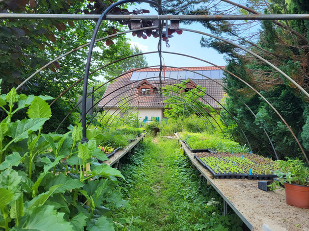 Gestell eines Folientunnels auf einer Wiese, darunter lange Tischplatten mit Anzuchtschalen