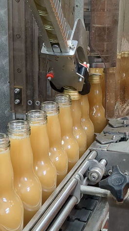 Eine Reihe von mit gelben Saft gefüllten Glasflaschen läuft in der Mosterei über ein elektronisches Band