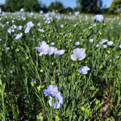 Nahaufnahme eines Ackers mit hellblauen Blumen