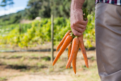 Closeup von einer Hand, die ein Bund frische Möhren hält, im Hintergrund Wiese und Pflanzen