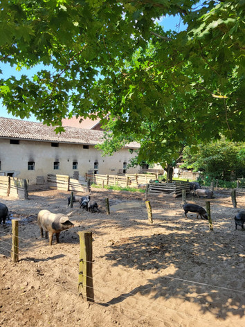 Mit einen Zaum abgetrennter Außenbereich eines Schweinestalls