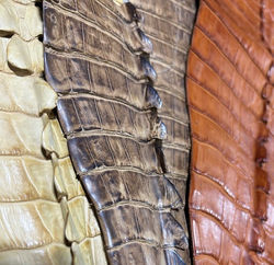 Caiman Tails