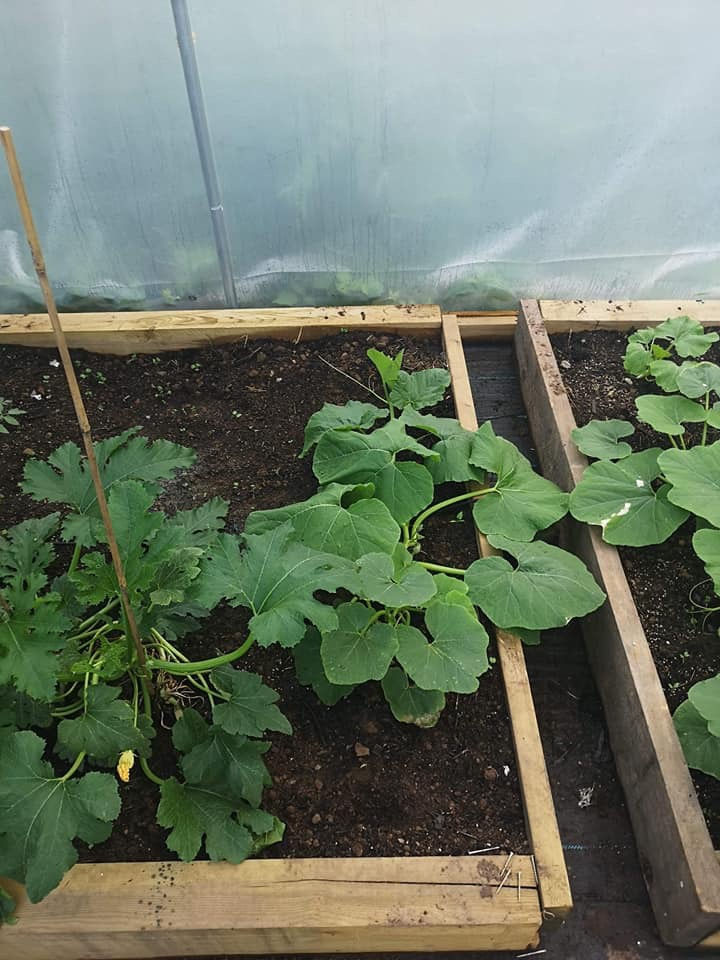 grow4