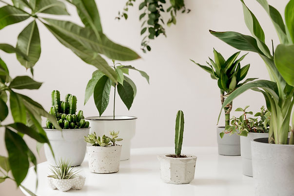 Prana physio indoor plants.jpeg
