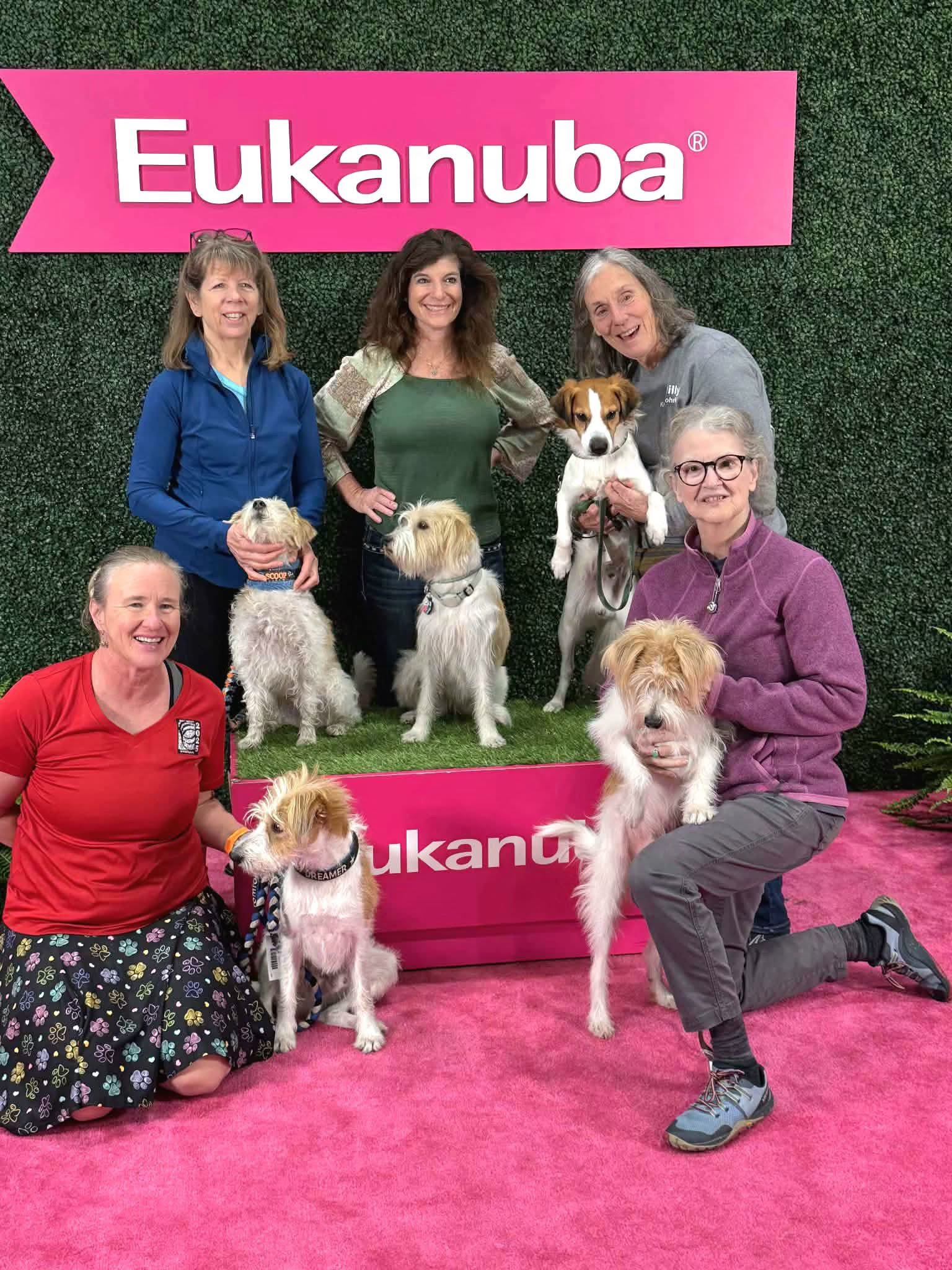 Kromfohrlander Club Of America Kromfohrlander Kromi Puppy Adult kromfohrlander-club-of-america-kromfohrlander-kromi-puppy-adult
