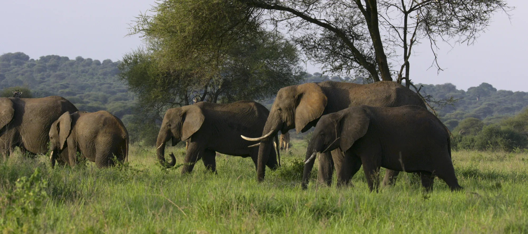Bild zu Animal Kingdom