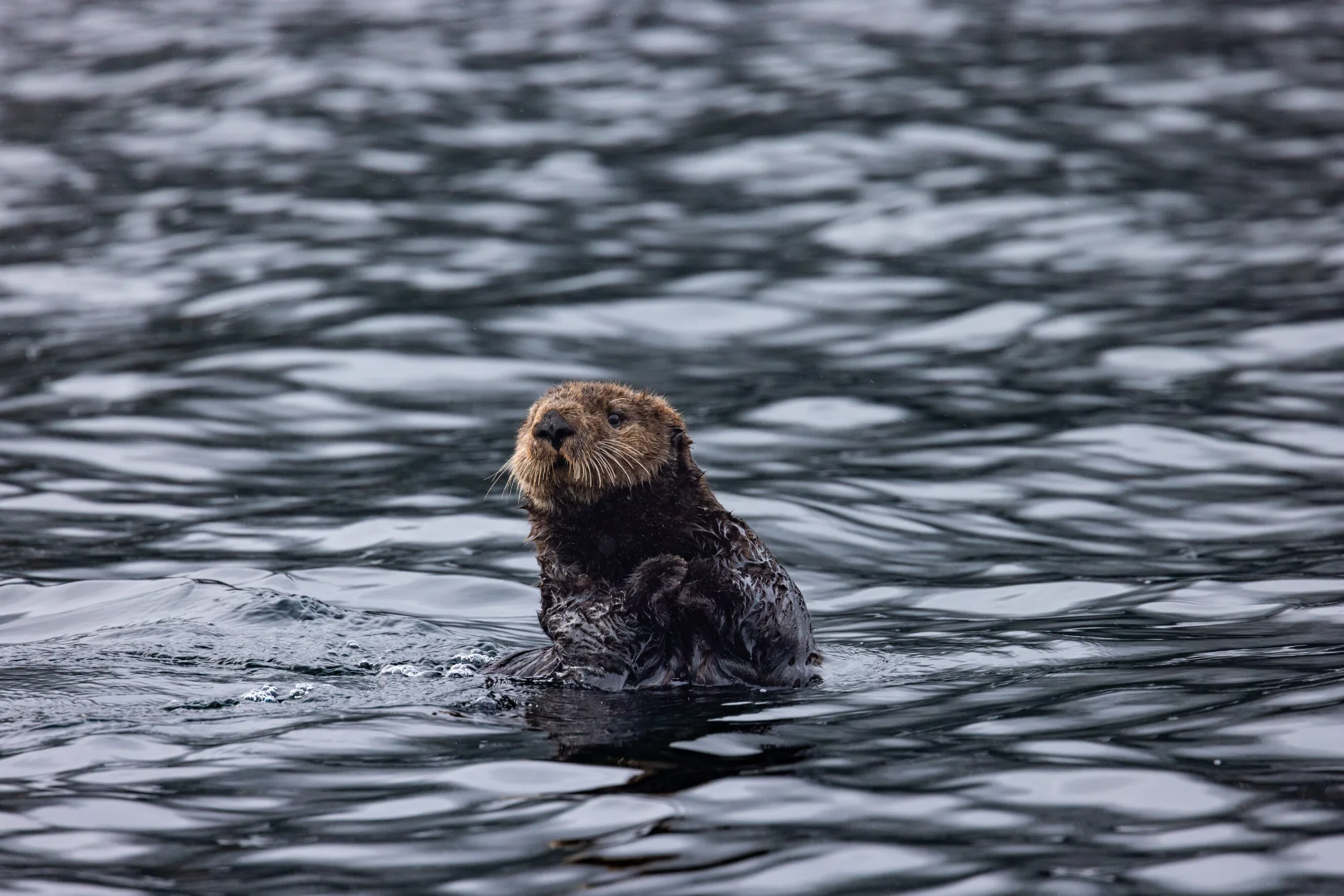 Bild zu Seeotter - Ein Familienabenteuer