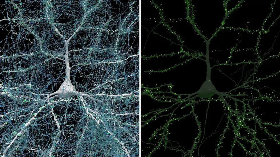 A single neuron (white) shown with 5,600 of the axons (blue) that connect to it. The synapses that make these connections are shown in green. Source: Google Research & Lichtman Lab (Harvard University)