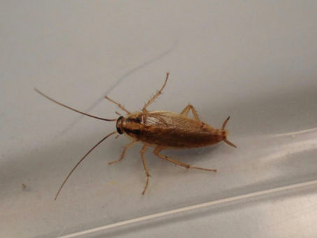German Cockroach Recognition: Identifying and Managing German Roaches