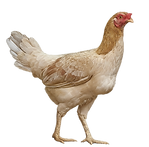 Free Range Chicken.png