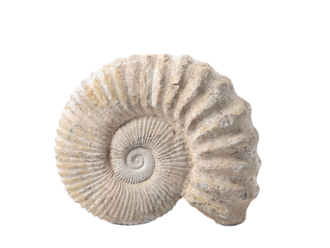 expérience de recherche créative : biomorphisme des ammonites et oursins