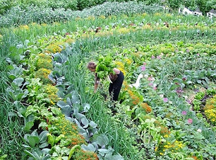 Beautiful_companion_row_planting-crop-1.